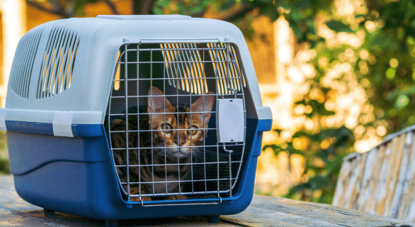 voyager-avec-son-chat