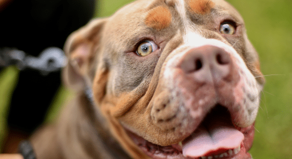 chien-categorie-1-ou-sont-ils-plus-dangereux