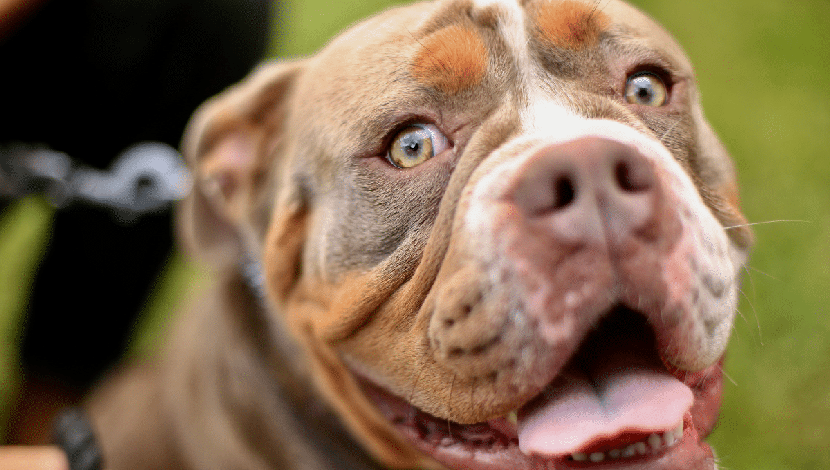 chien-categorie-1-ou-sont-ils-plus-dangereux