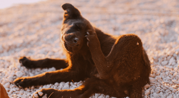 7-tocs-a-reperer-chez-le-chien