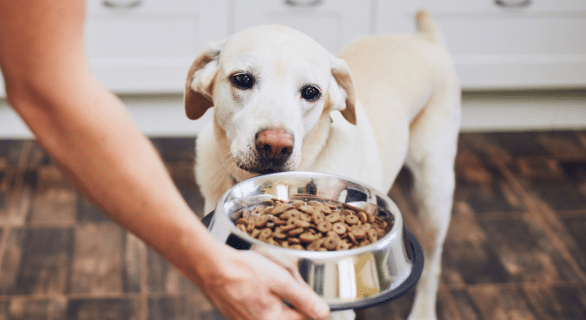 insuffisance rénale chien alimentation