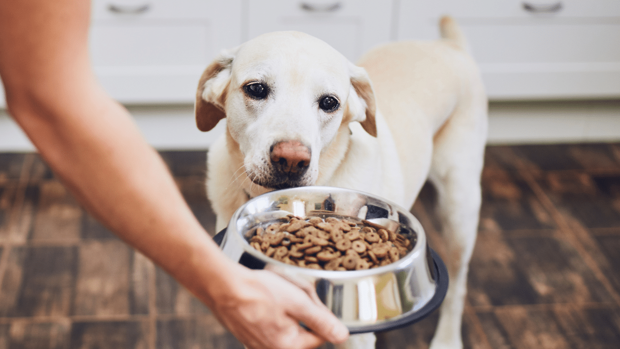 insuffisance rénale chien alimentation