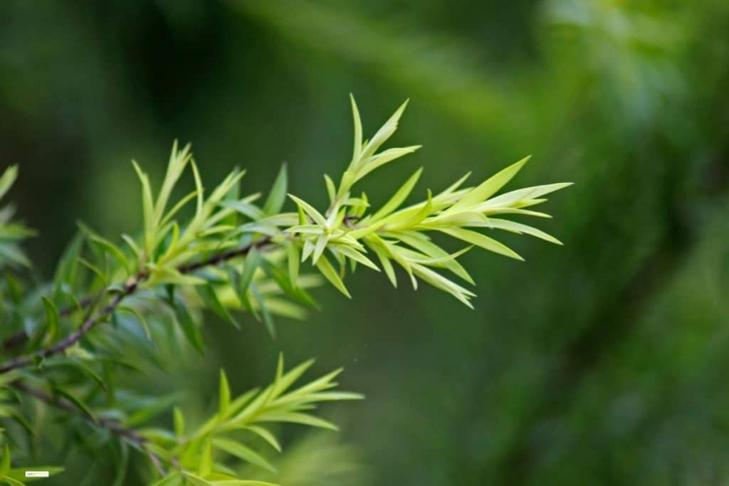 Tea Tree