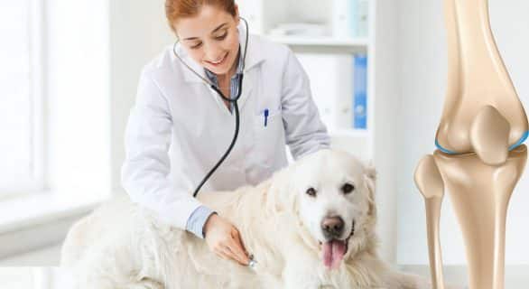 chien rupture du ligament croisé