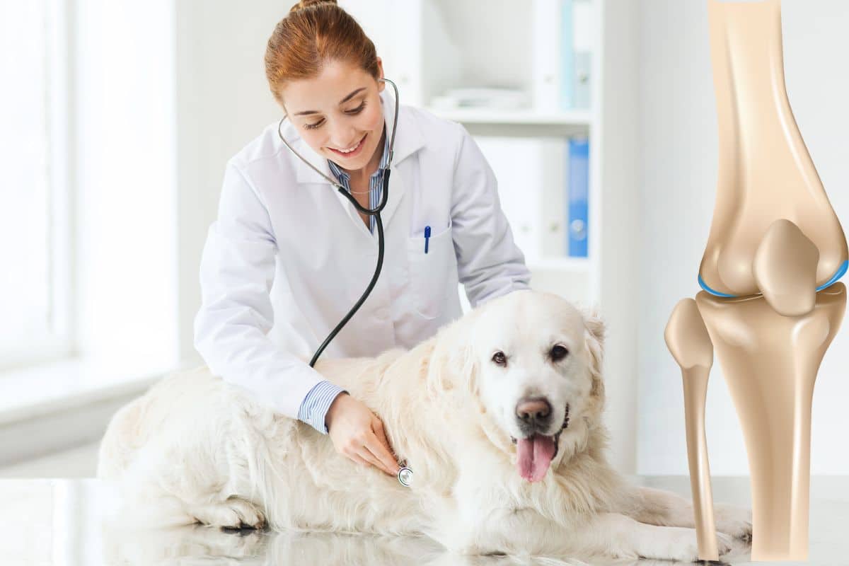 chien rupture du ligament croisé
