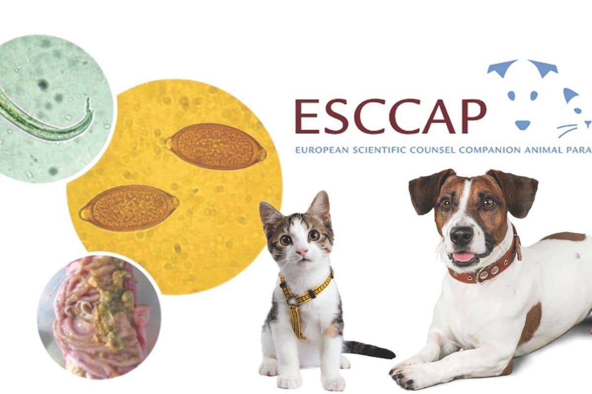 ESCCAP, les experts des parasites en Europe et en France