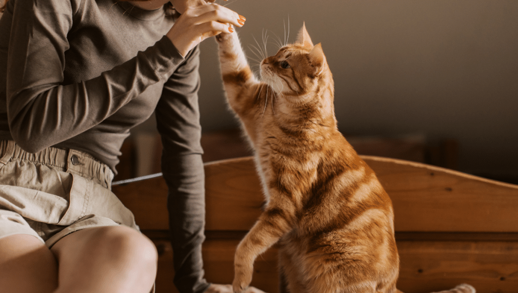 eviter-stress-de-la-rentree-animaux-de-compagnie