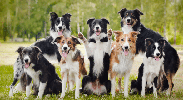 plan-de-relance-animaux-de-compagnie