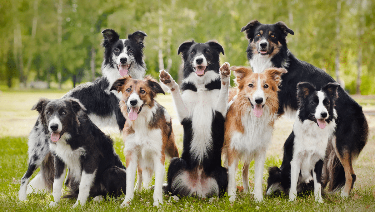plan-de-relance-animaux-de-compagnie