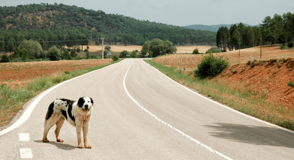 abandon-chien