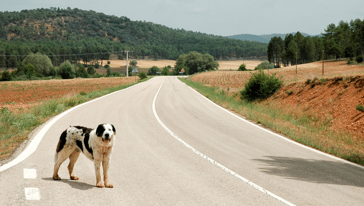 abandon-chien