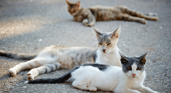 chat-errant-plan-de-l-etat