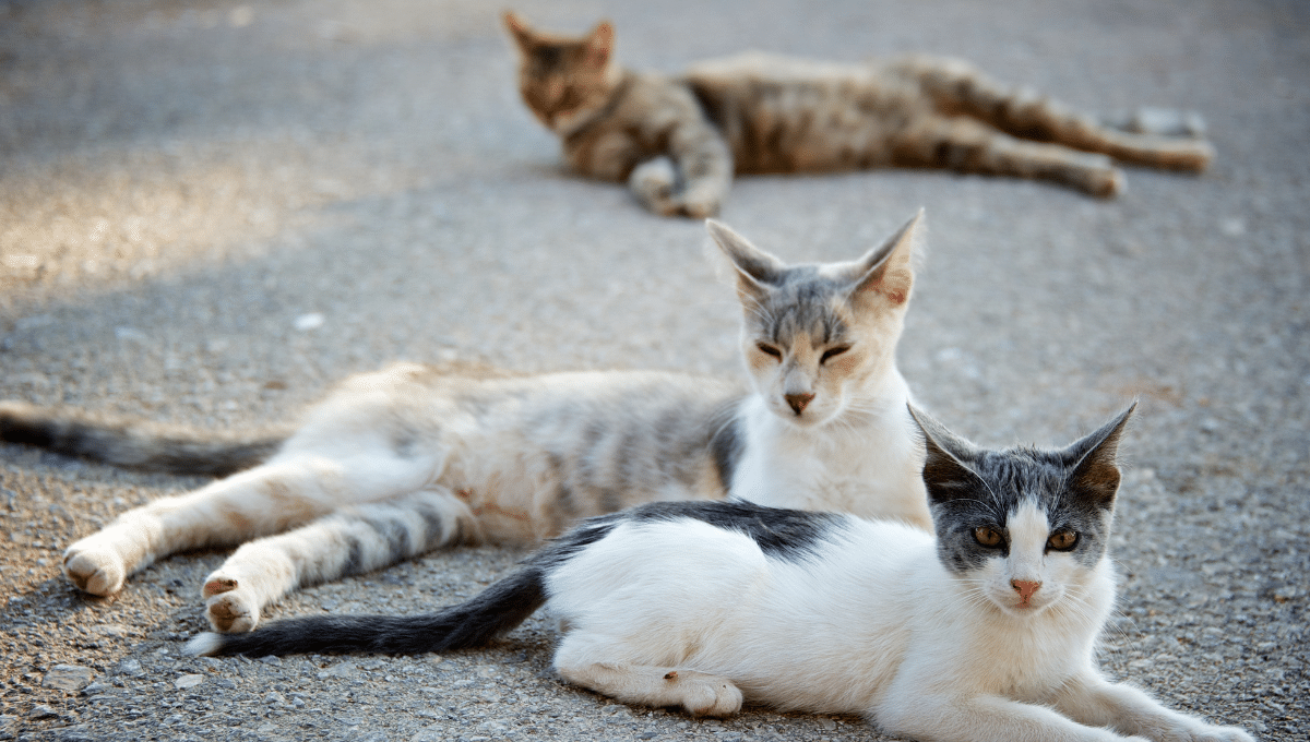 chat-errant-plan-de-l-etat