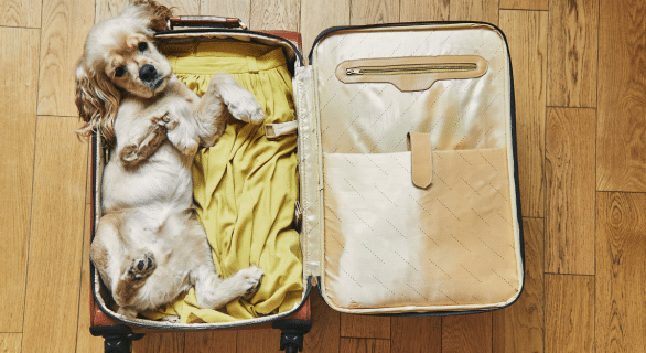 ce-que-dit-la-loi-pour-voyager-avec-son-chien