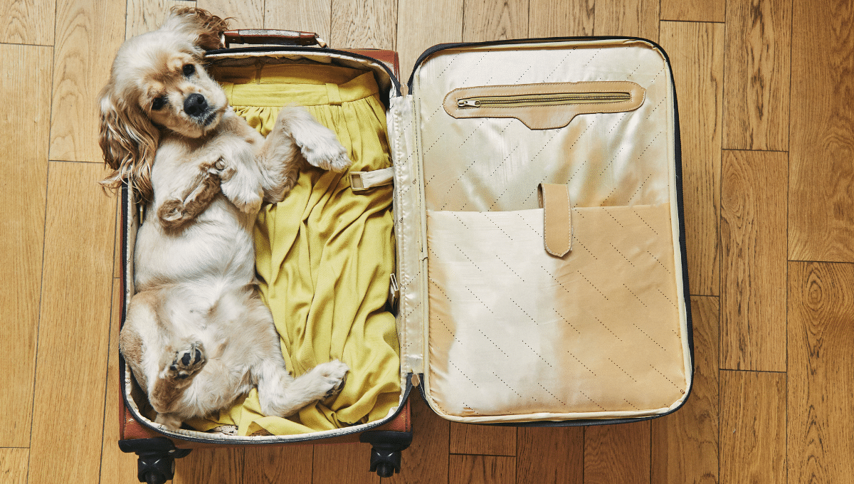 ce-que-dit-la-loi-pour-voyager-avec-son-chien