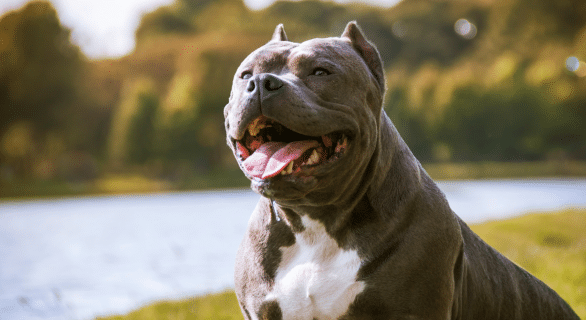 american-bully-sauvé-a-toulouse