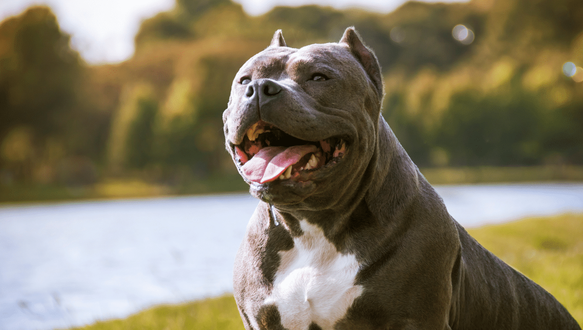 american-bully-sauvé-a-toulouse