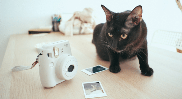 rendre-hommage-a-son-chat