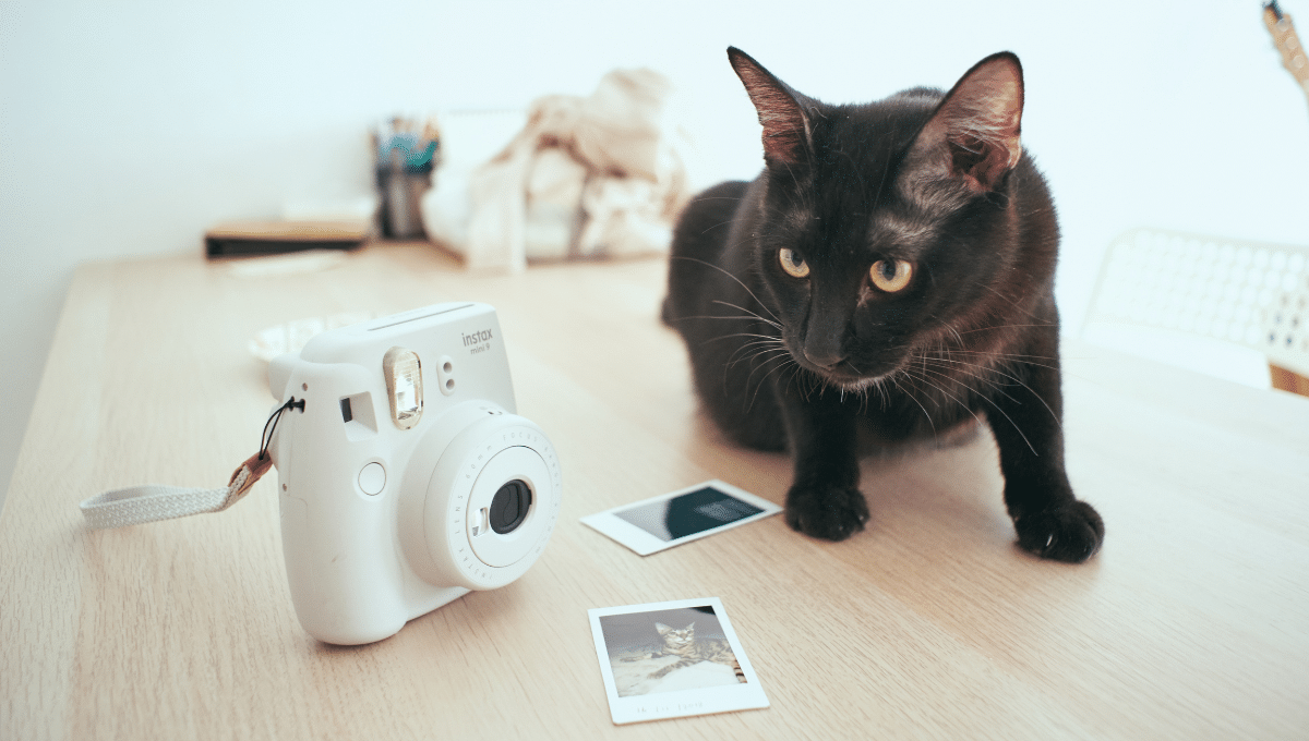 rendre-hommage-a-son-chat
