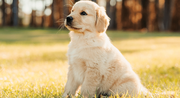 socialisation-du-chiot