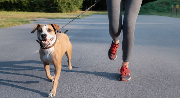 5-astuces-pour-fatiguer-votre-chien-sans-l-epuiser