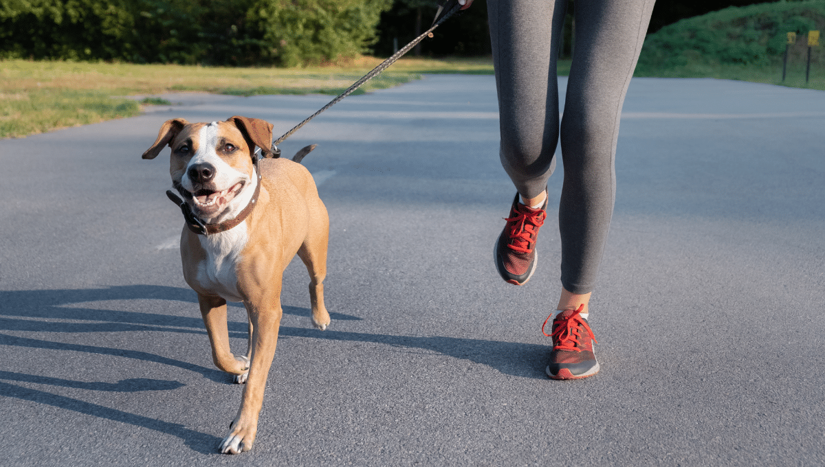 5-astuces-pour-fatiguer-votre-chien-sans-l-epuiser