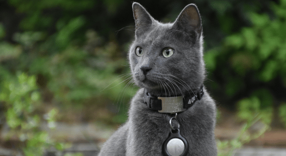 chat-dangers-collier