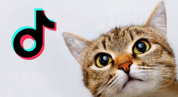 arnaque-tiktok-chat