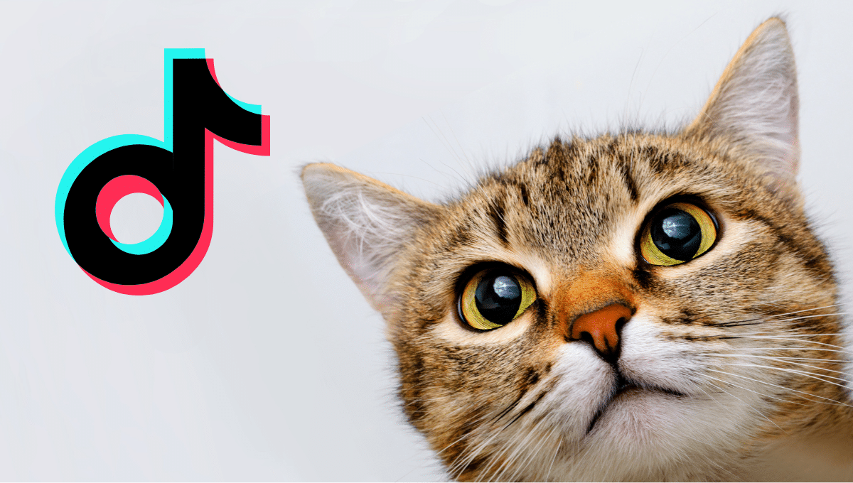 arnaque-tiktok-chat