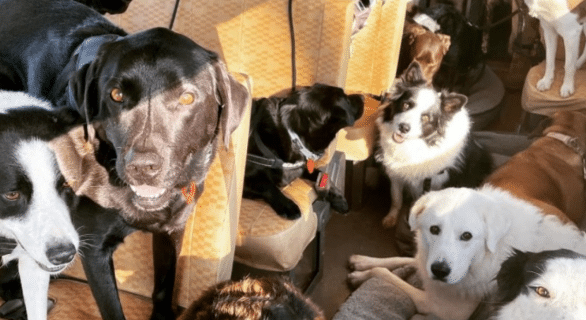 © @ironbarkdogpark / TikTok