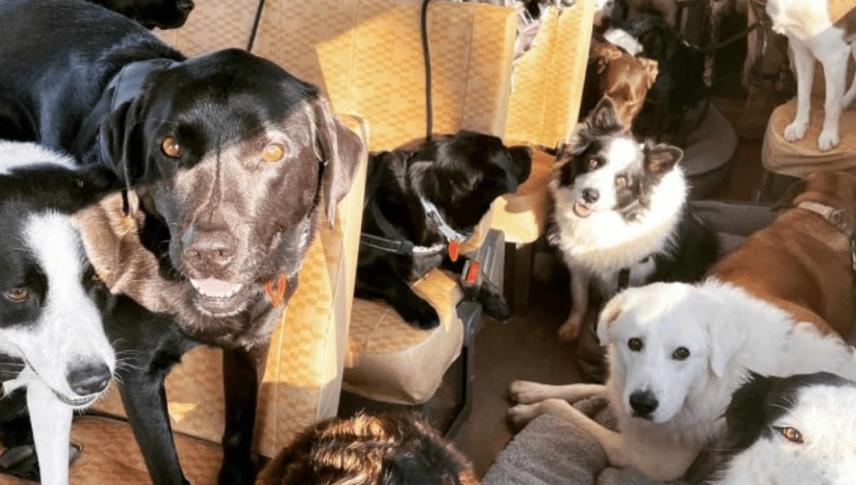 © @ironbarkdogpark / TikTok