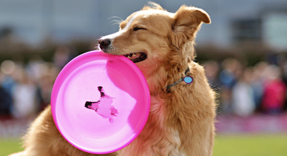 chiens-sportifs