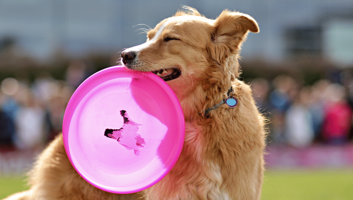 chiens-sportifs