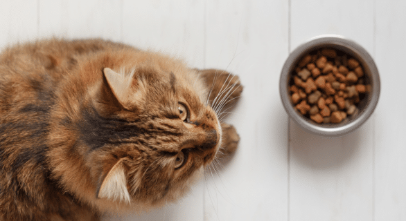 mon-chat-ne-mange-plus