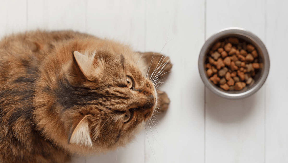 mon-chat-ne-mange-plus