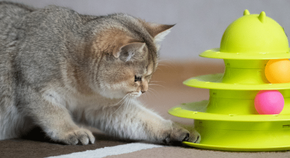 jouets-chat