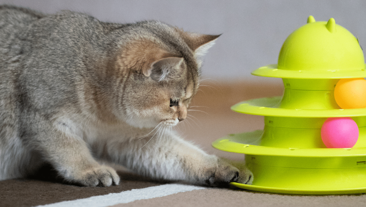 jouets-chat