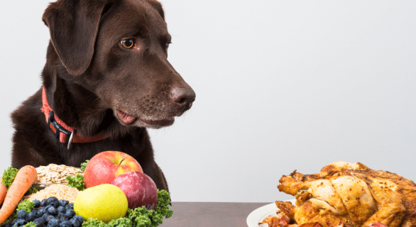 chien-quémande-repas
