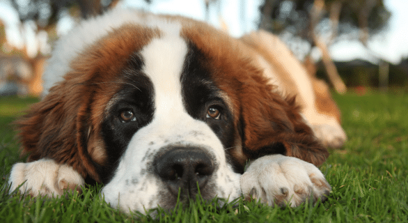 sommeil-chien