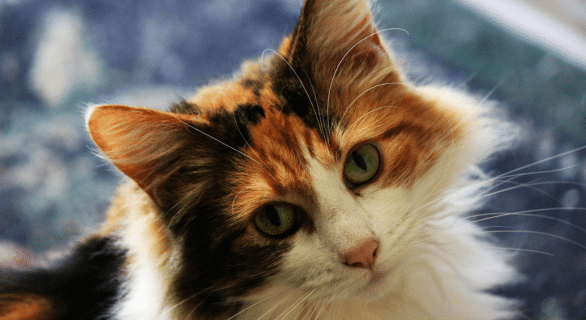 chat-seul