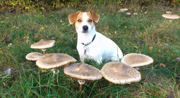balade-champignons-chien