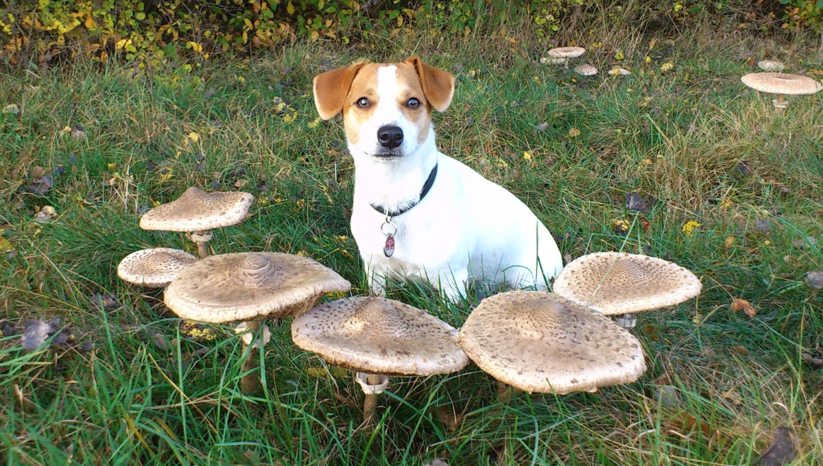 balade-champignons-chien
