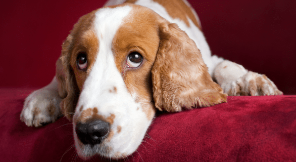 regard-chien-signification