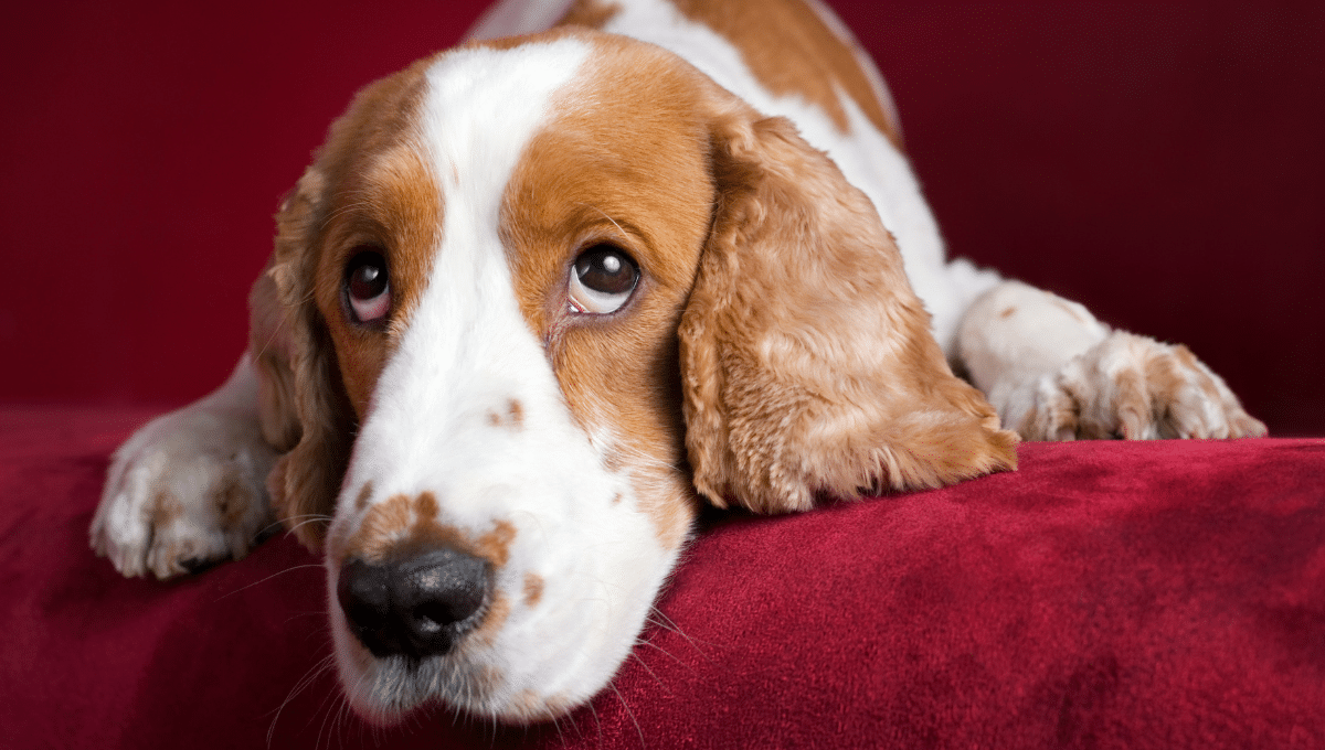 regard-chien-signification