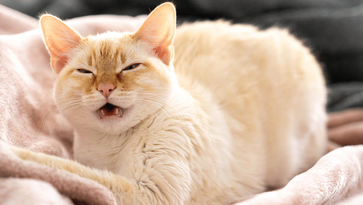 chat-eternue