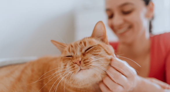 chat-calins