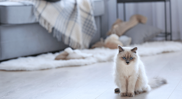 chat-et-television