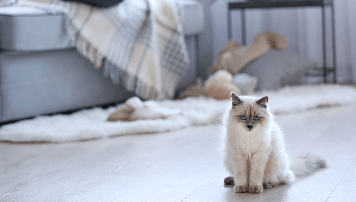 chat-et-television