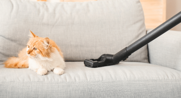 aspirateur-chat