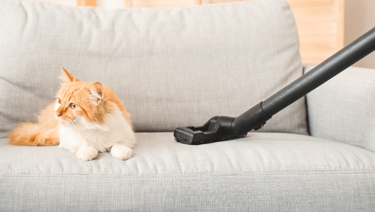 aspirateur-chat